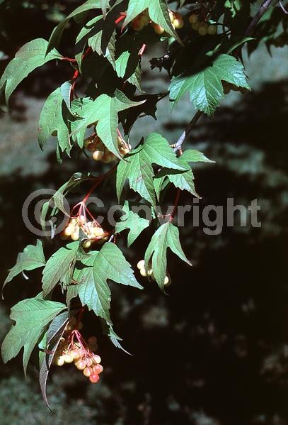 White blooms; Deciduous; Broadleaf; North American Native