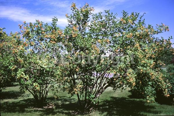 White blooms; Deciduous; Broadleaf; North American Native