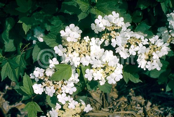 White blooms; Deciduous; Broadleaf; North American Native