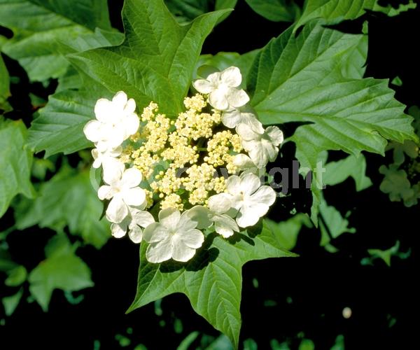 White blooms; Deciduous; Broadleaf