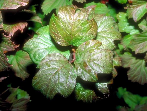 White blooms; Deciduous; Broadleaf