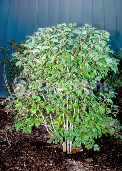 White blooms; Deciduous; Broadleaf