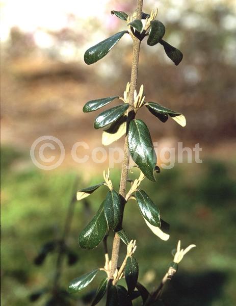 White blooms; Evergreen; Broadleaf