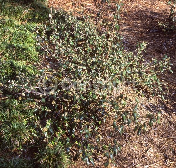 White blooms; Evergreen; Broadleaf