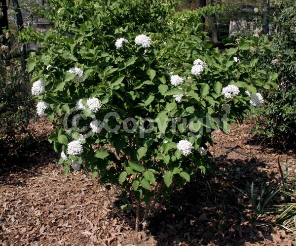 White blooms; Pink blooms; Deciduous; Broadleaf