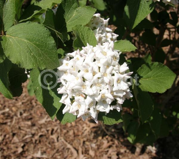 White blooms; Pink blooms; Deciduous; Broadleaf
