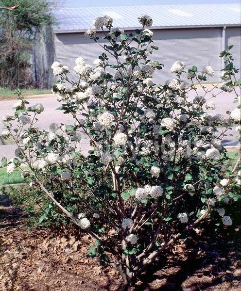 White blooms; Semi-evergreen