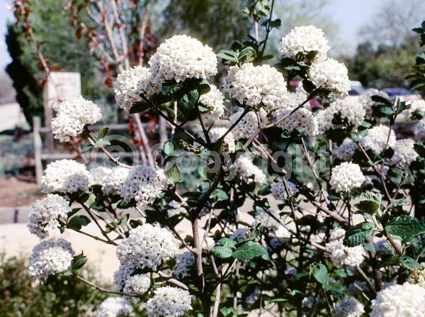 White blooms; Semi-evergreen