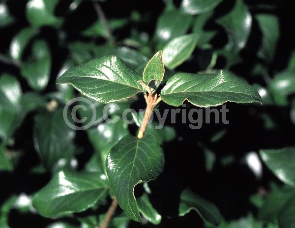 White blooms; Semi-evergreen