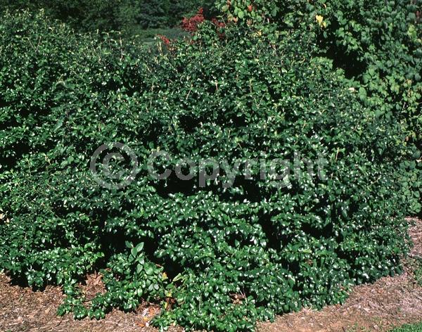 White blooms; Semi-evergreen