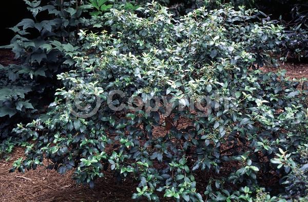 White blooms; Semi-evergreen