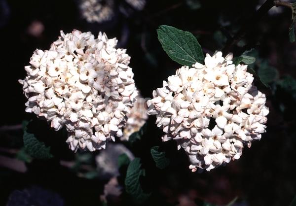 White blooms; Semi-evergreen