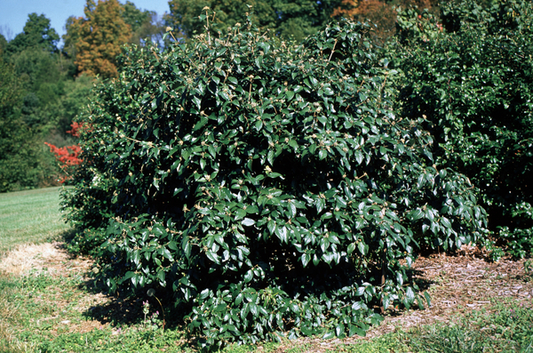 White blooms; Semi-evergreen