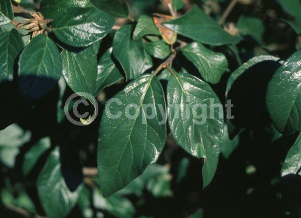 White blooms; Semi-evergreen