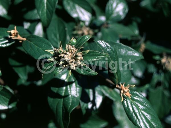 White blooms; Semi-evergreen