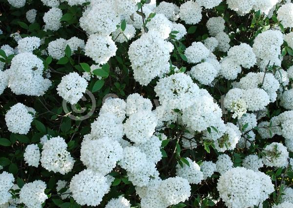 White blooms; Semi-evergreen