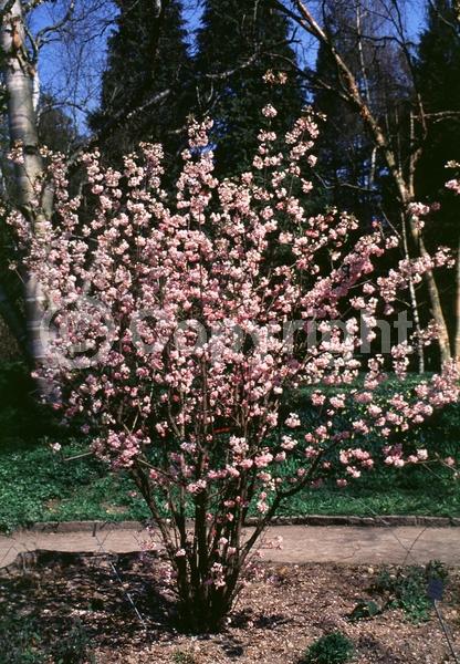 Pink blooms; Deciduous