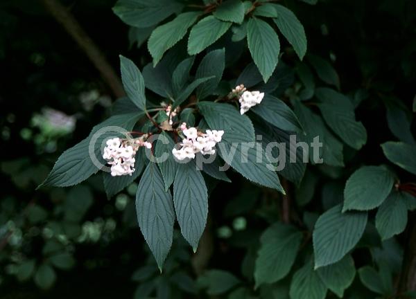 Pink blooms; Deciduous