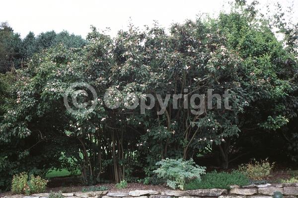 Pink blooms; Deciduous