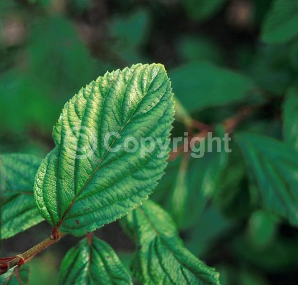 Pink blooms; Deciduous