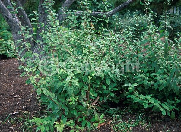 Pink blooms; Deciduous