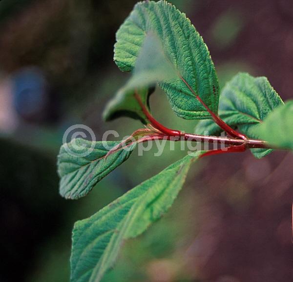 Pink blooms; Deciduous