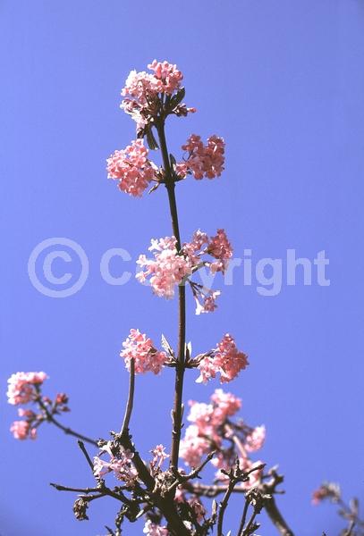 Pink blooms; Deciduous