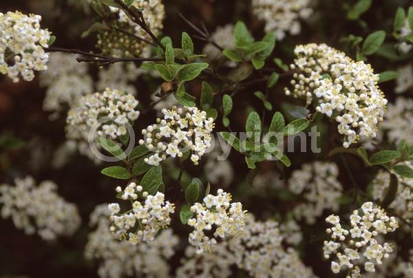 White blooms; Semi-evergreen; Deciduous; Broadleaf