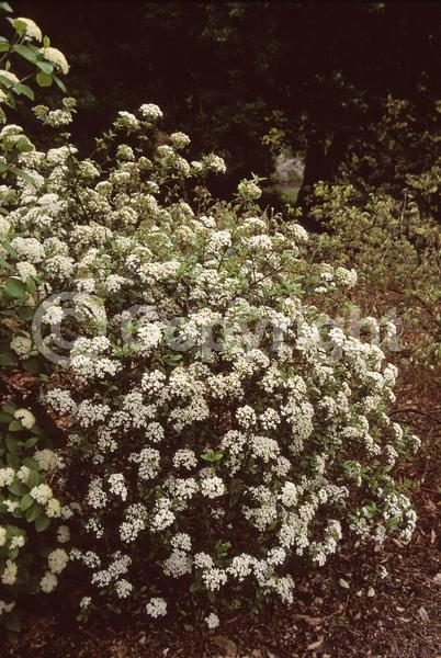 White blooms; Semi-evergreen; Deciduous; Broadleaf