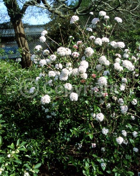 Red blooms; White blooms; Pink blooms; Semi-evergreen; Deciduous; Broadleaf