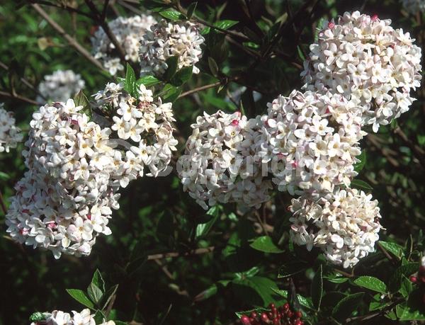 Red blooms; White blooms; Pink blooms; Semi-evergreen; Deciduous; Broadleaf