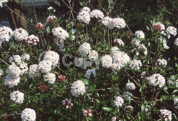 Red blooms; White blooms; Pink blooms; Semi-evergreen; Deciduous; Broadleaf