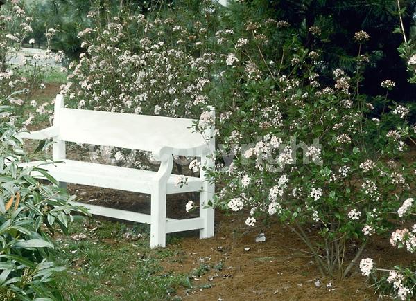 Red blooms; White blooms; Pink blooms; Semi-evergreen; Deciduous; Broadleaf