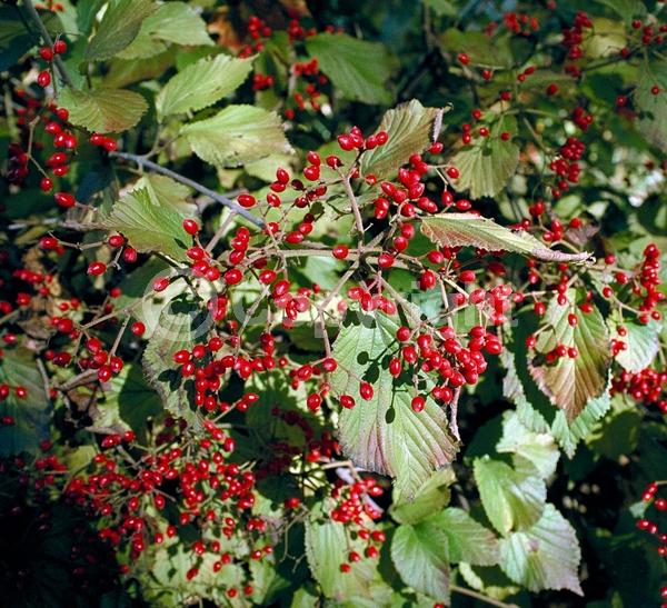 White blooms; Semi-evergreen; Deciduous; Broadleaf