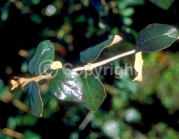 White blooms; Semi-evergreen; Deciduous; Broadleaf