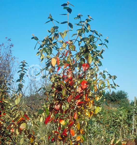 White blooms; Semi-evergreen; Deciduous; Broadleaf