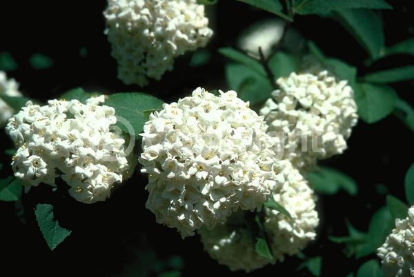 White blooms; Pink blooms; Deciduous; Broadleaf
