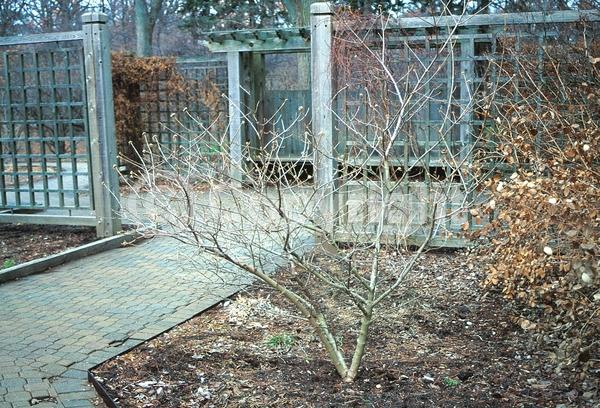 White blooms; Pink blooms; Deciduous; Broadleaf