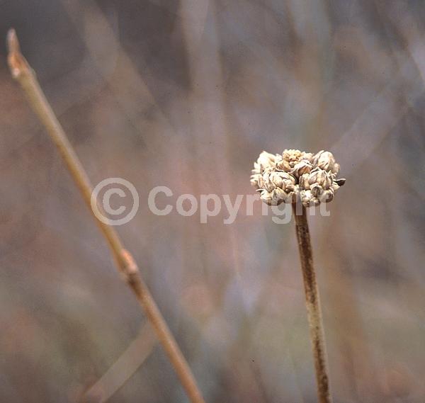 White blooms; Pink blooms; Deciduous; Broadleaf