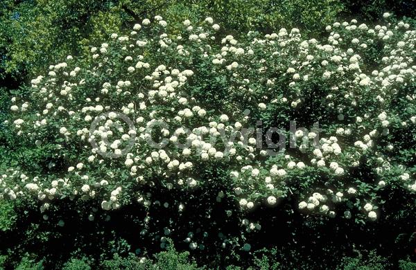 White blooms; Pink blooms; Deciduous; Broadleaf