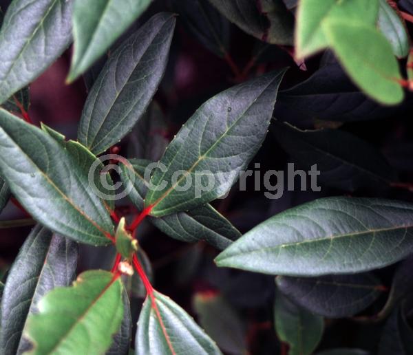 White blooms; Evergreen; Needles or needle-like leaf