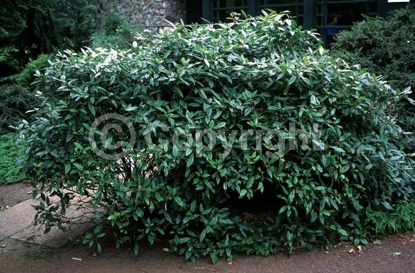 White blooms; Evergreen; Needles or needle-like leaf