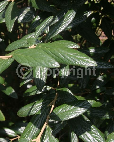 White blooms; Evergreen; Semi-evergreen; Broadleaf