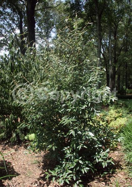 White blooms; Evergreen; Semi-evergreen; Broadleaf