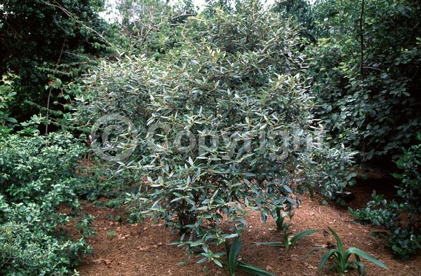 White blooms; Evergreen; Semi-evergreen; Broadleaf