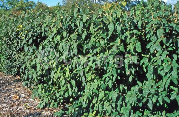 White blooms; Semi-evergreen; Deciduous; Broadleaf