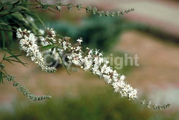 White blooms; Deciduous; Broadleaf