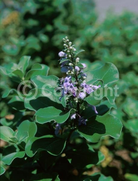 Blue blooms; Lavender blooms; Deciduous; Broadleaf; 
