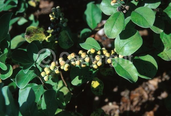 Blue blooms; Lavender blooms; Deciduous; Broadleaf; 
