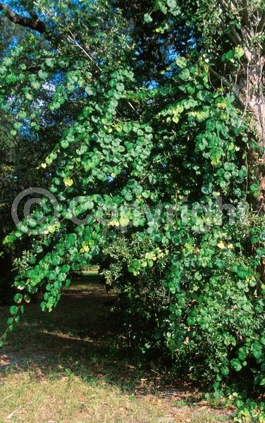 Blue blooms; Lavender blooms; Deciduous; Broadleaf; 